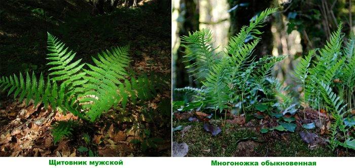 Багаторічні тіньолюбні рослини для саду