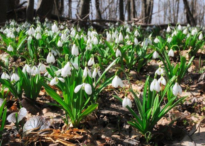 Пролісок складчастий
